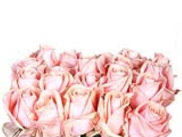 گلشاخه بریده پیچ آوالانژ